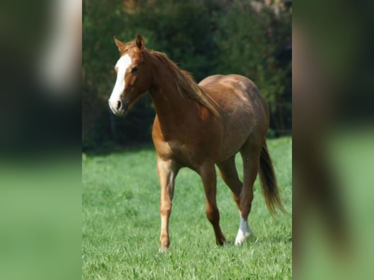 American Quarter Horse Gelding 2 years 14,1 hh Chestnut-Red in Linsburg
