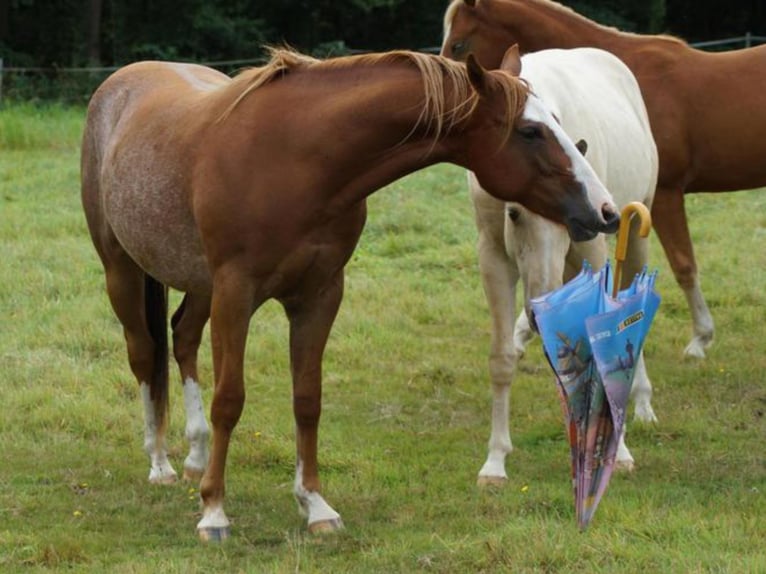 American Quarter Horse Gelding 2 years 14,1 hh Chestnut-Red in Linsburg
