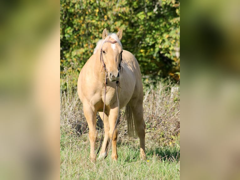 American Quarter Horse Gelding 2 years 14,1 hh Palomino in Greifenstein
