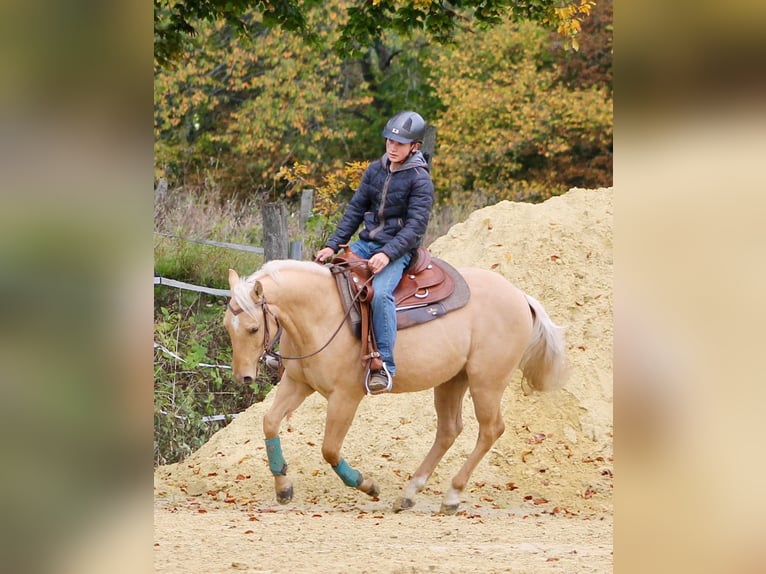 American Quarter Horse Gelding 2 years 14,1 hh Palomino in Greifenstein