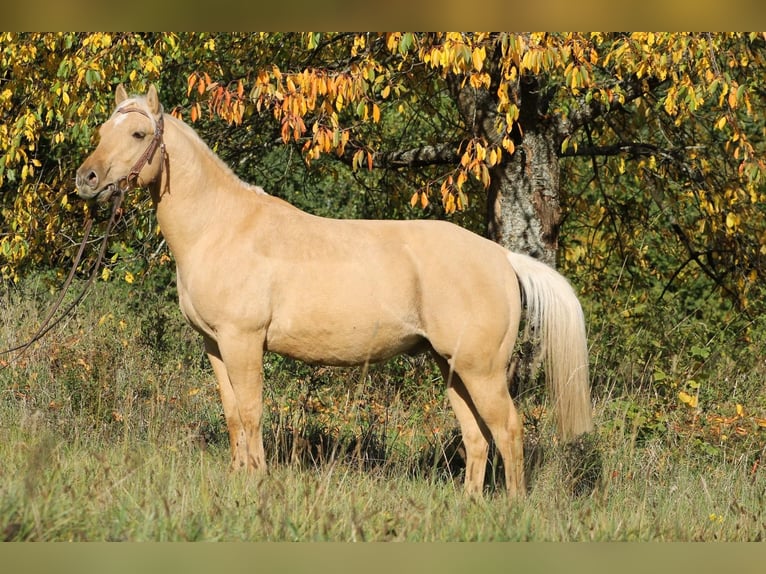 American Quarter Horse Gelding 2 years 14,1 hh Palomino in Greifenstein