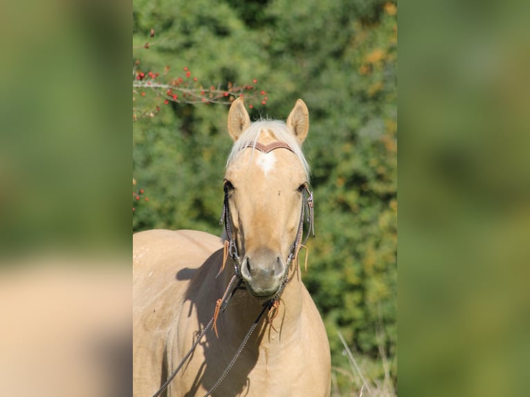 American Quarter Horse Gelding 2 years 14,1 hh Palomino in Greifenstein