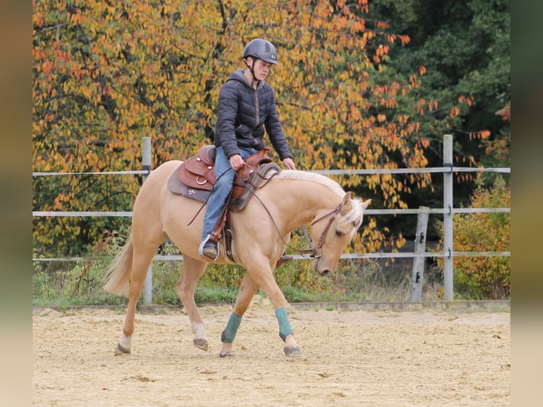 American Quarter Horse Gelding 2 years 14,1 hh Palomino in Greifenstein