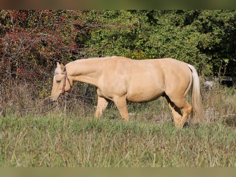 American Quarter Horse Gelding 2 years 14,1 hh Palomino in Greifenstein