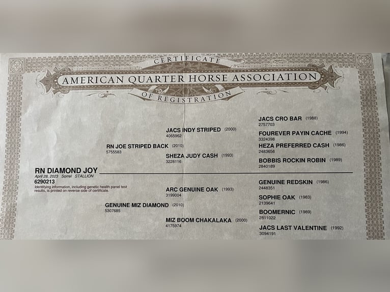 American Quarter Horse Gelding 2 years 14,1 hh in Kappelen