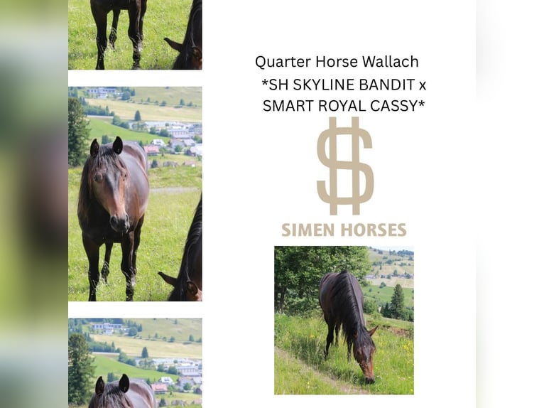 American Quarter Horse Gelding 2 years 14,2 hh Bay-Dark in Steinen
