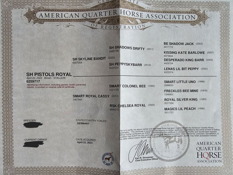 American Quarter Horse Gelding 2 years 14,2 hh Bay-Dark in Steinen