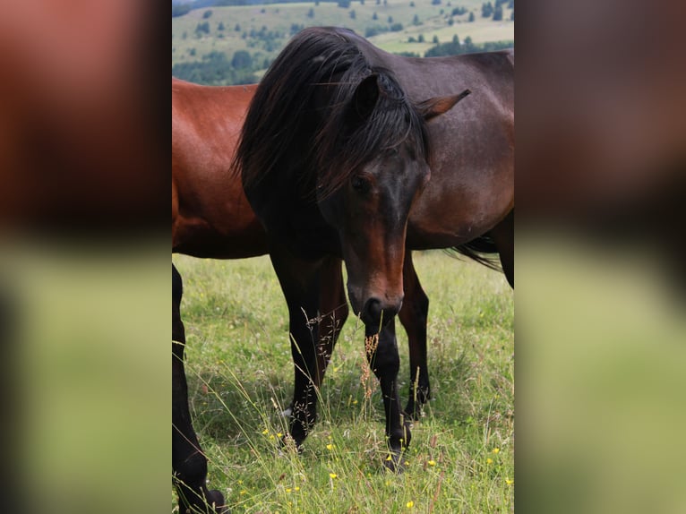 American Quarter Horse Gelding 2 years 14,2 hh Bay-Dark in Steinen