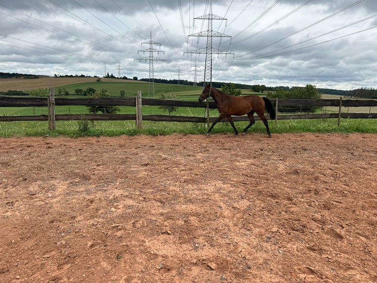 American Quarter Horse Mix Gelding 2 years 14,2 hh Bay-Dark in Eppelborn