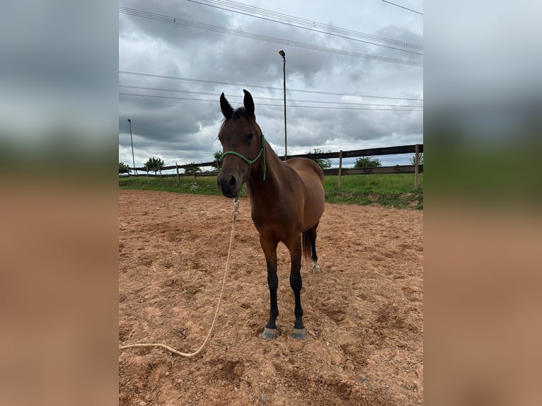 American Quarter Horse Mix Gelding 2 years 14,2 hh Bay-Dark in Eppelborn