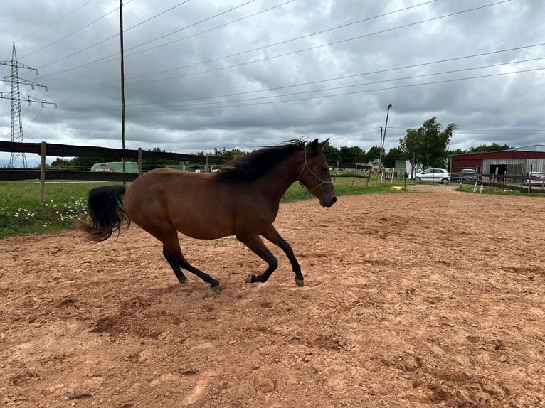 American Quarter Horse Mix Gelding 2 years 14,2 hh Bay-Dark in Eppelborn