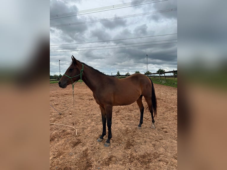 American Quarter Horse Mix Gelding 2 years 14,2 hh Bay-Dark in Eppelborn