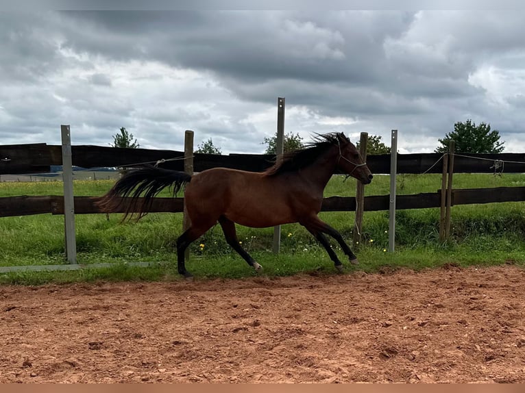 American Quarter Horse Mix Gelding 2 years 14,2 hh Bay-Dark in Eppelborn