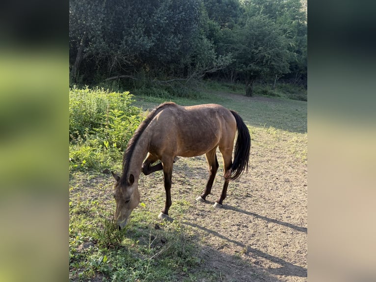 American Quarter Horse Gelding 2 years 14,2 hh Bay in Vizcaya