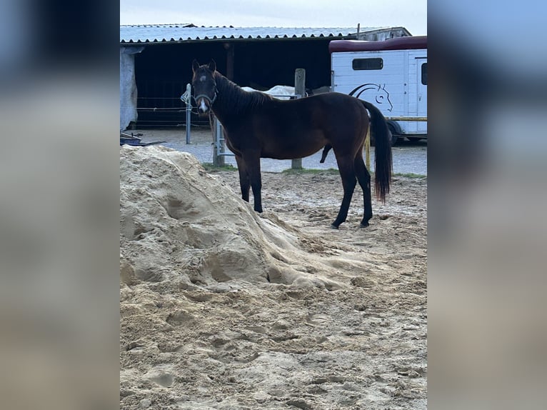 American Quarter Horse Gelding 2 years 14,2 hh Brown in Geilenkirchen