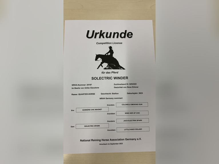 American Quarter Horse Gelding 2 years 14,2 hh Brown in Steyerberg Deblinghausen