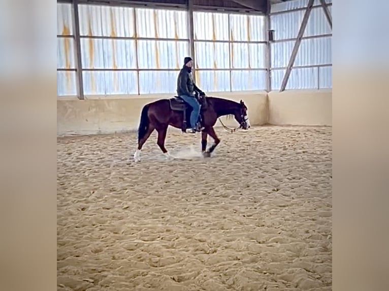 American Quarter Horse Gelding 2 years 14,2 hh Brown in Steyerberg Deblinghausen