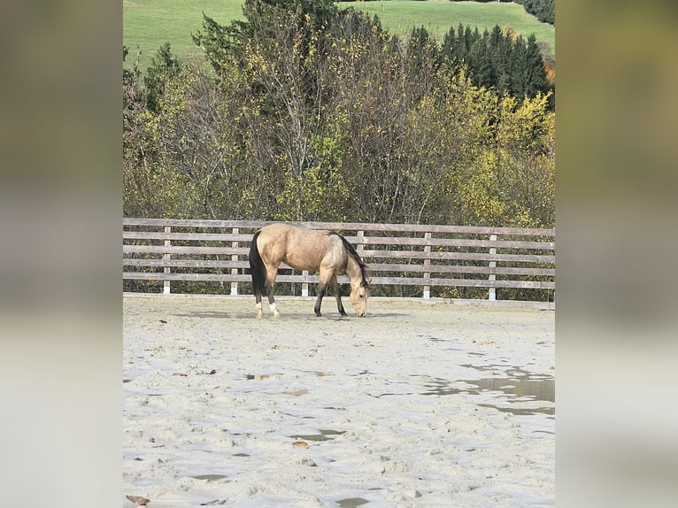 American Quarter Horse Gelding 2 years 14,2 hh Buckskin in Missen-Wilhams American Quarter Horse Gelding 2 years 14,2 hh Buckskin in Missen-Wilhams