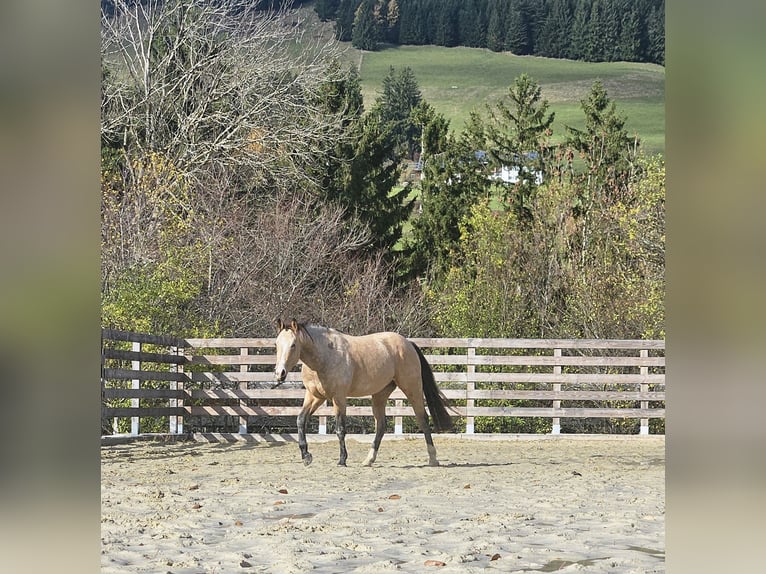 American Quarter Horse Gelding 2 years 14,2 hh Buckskin in Missen-Wilhams American Quarter Horse Gelding 2 years 14,2 hh Buckskin in Missen-Wilhams