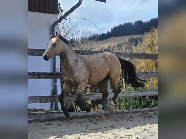 American Quarter Horse Gelding 2 years 14,2 hh Buckskin in Missen-Wilhams American Quarter Horse Gelding 2 years 14,2 hh Buckskin in Missen-Wilhams