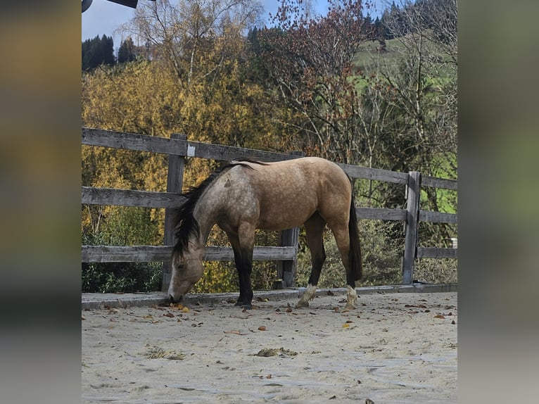 American Quarter Horse Gelding 2 years 14,2 hh Buckskin in Missen-Wilhams American Quarter Horse Gelding 2 years 14,2 hh Buckskin in Missen-Wilhams