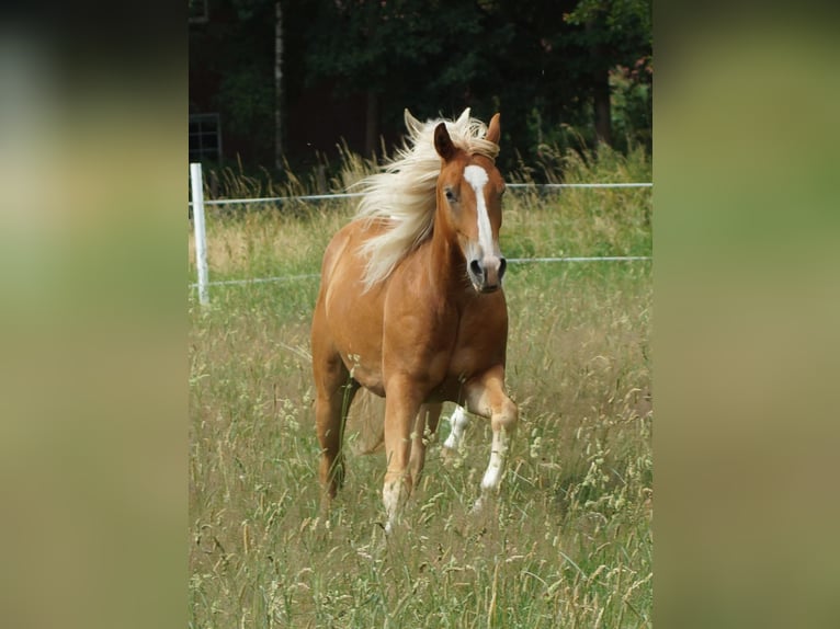 American Quarter Horse Gelding 2 years 14,2 hh Chestnut-Red in Linsburg