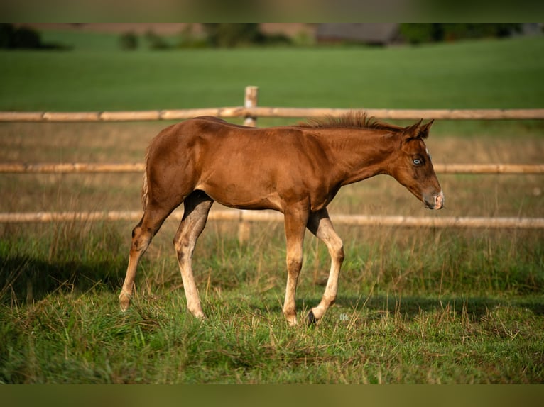 American Quarter Horse Gelding 2 years 14,2 hh Chestnut-Red in Kemnath