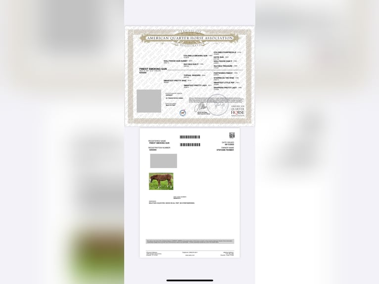 American Quarter Horse Gelding 2 years 14,2 hh Chestnut-Red in Steyerberg Deblinghausen