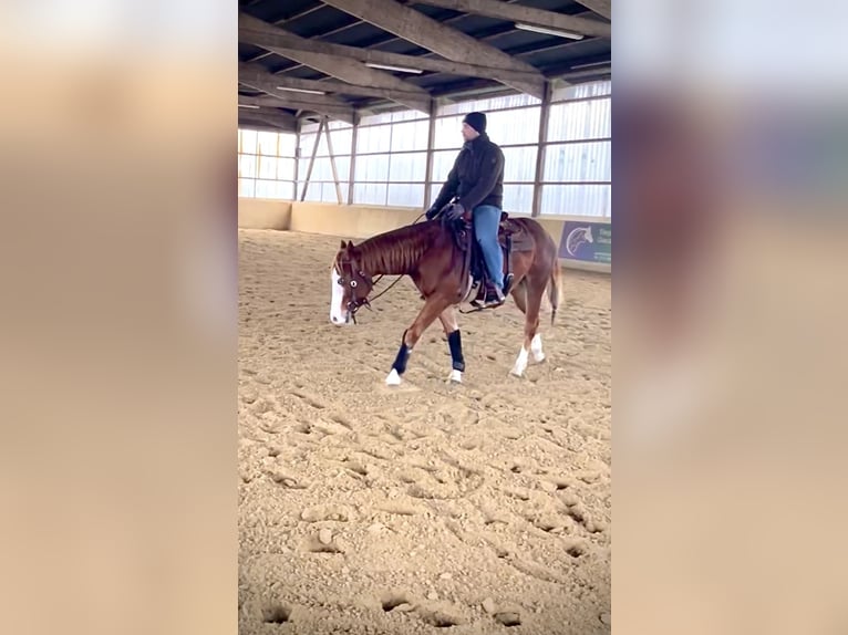 American Quarter Horse Gelding 2 years 14,2 hh Chestnut-Red in Steyerberg Deblinghausen