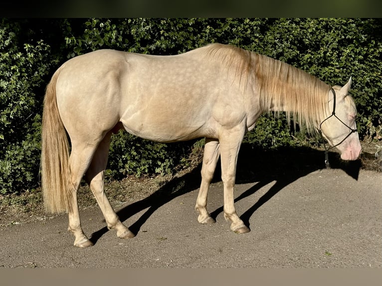 American Quarter Horse Gelding 2 years 14,2 hh Cremello in Mannheim