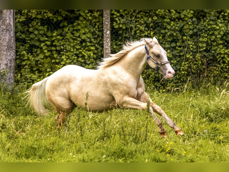 American Quarter Horse Gelding 2 years 14,2 hh Palomino in Alfeld (Leine)