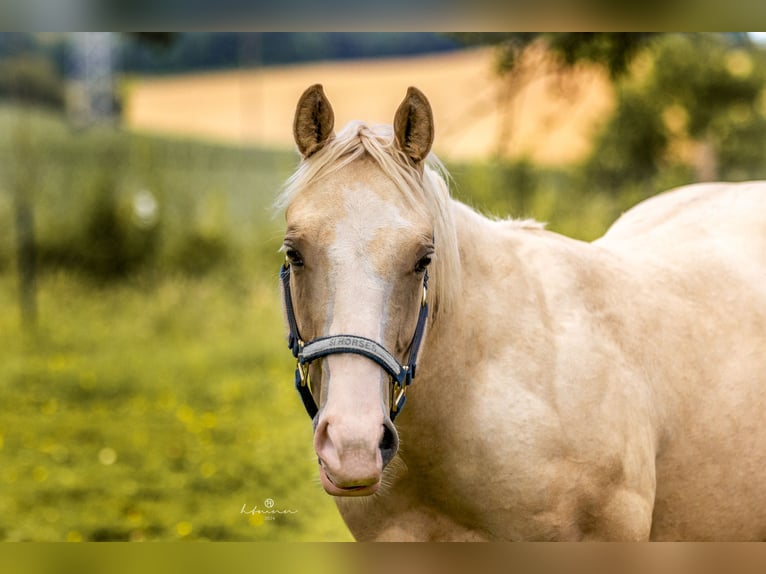 American Quarter Horse Gelding 2 years 14,2 hh Palomino in Alfeld (Leine)