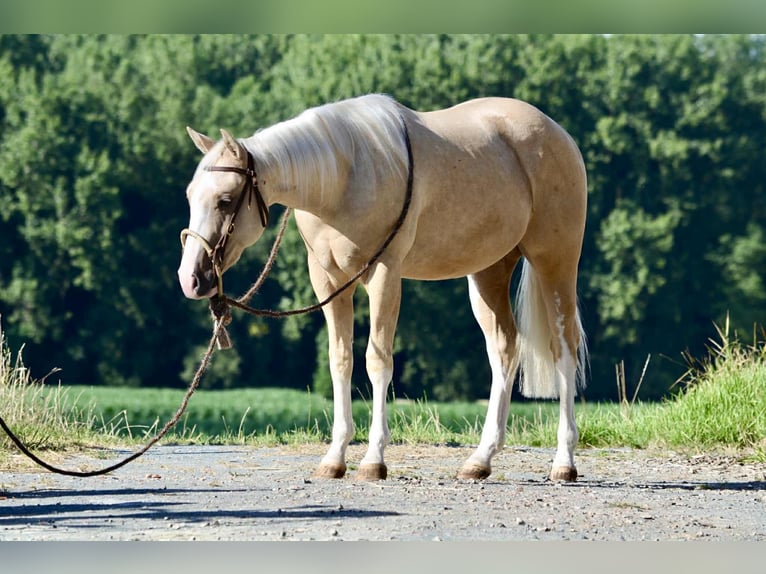 American Quarter Horse Gelding 2 years 14,2 hh Palomino in Alfeld (Leine) American Quarter Horse Gelding 2 years 14,2 hh Palomino in Alfeld (Leine)