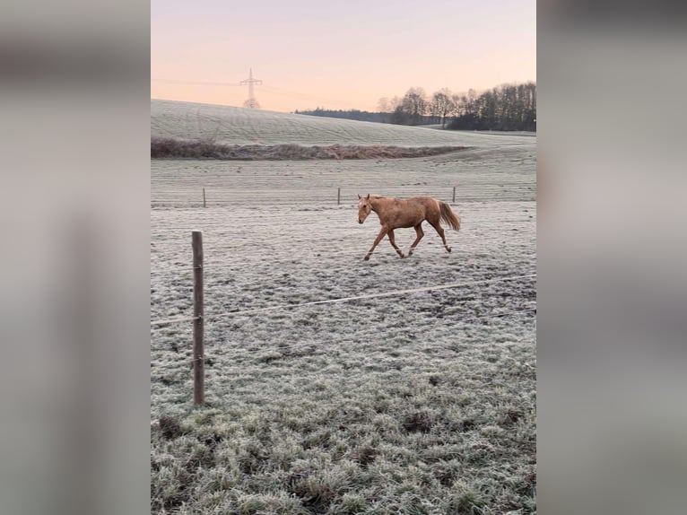 American Quarter Horse Gelding 2 years 14,2 hh Palomino in Wiedergeltingen