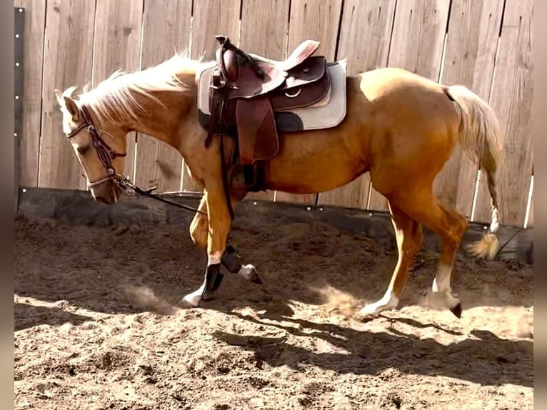 American Quarter Horse Gelding 2 years 14,2 hh Palomino in Ebersberg