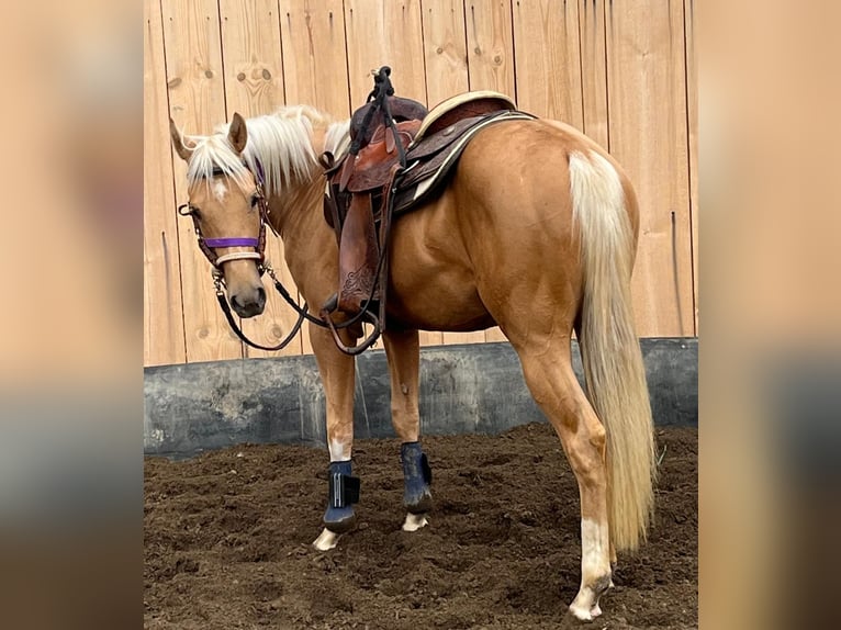 American Quarter Horse Gelding 2 years 14,2 hh Palomino in Ebersberg