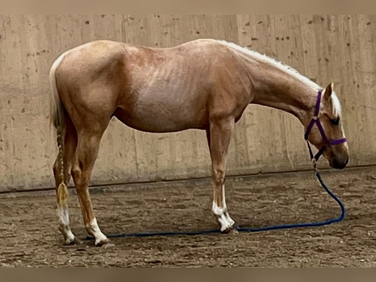 American Quarter Horse Gelding 2 years 14,2 hh Palomino in Ebersberg