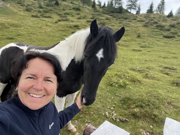 American Quarter Horse Mix Gelding 2 years 14,2 hh Pinto in Pfunds