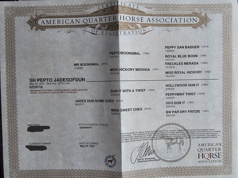 American Quarter Horse Gelding 2 years 14,2 hh Red Dun in Steinen