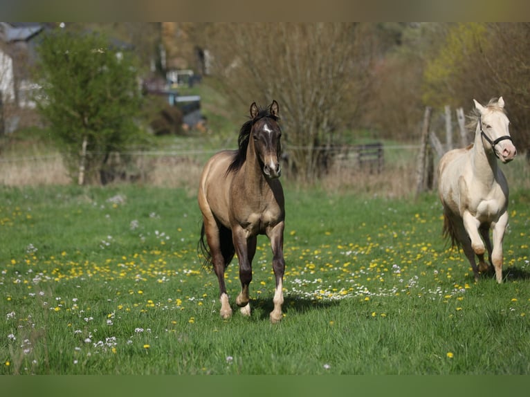 American Quarter Horse Gelding 2 years 14,2 hh  in Mettweiler