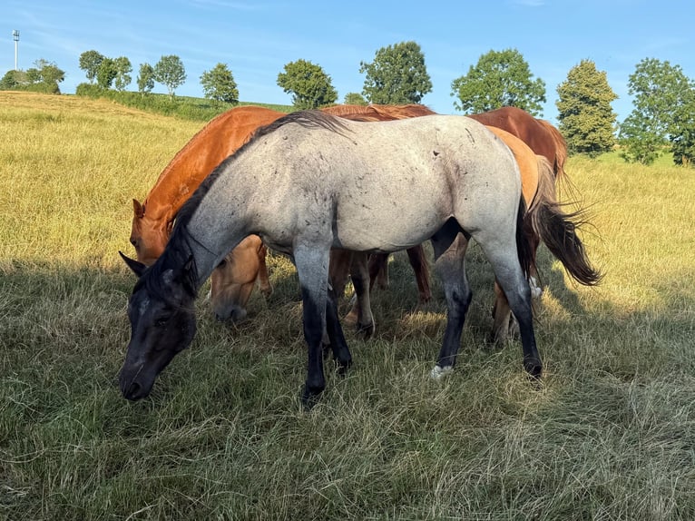 American Quarter Horse Gelding 2 years 14,2 hh Roan-Blue in Daleiden