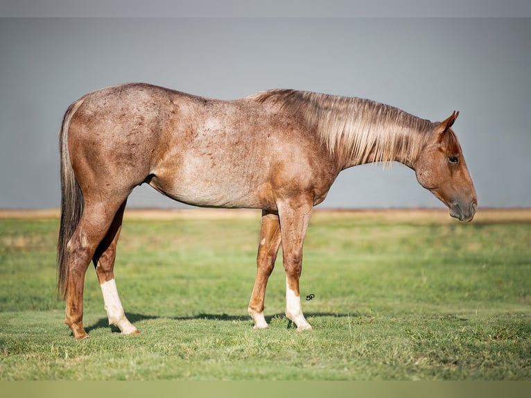American Quarter Horse Gelding 2 years 14,2 hh Roan-Red in Claude