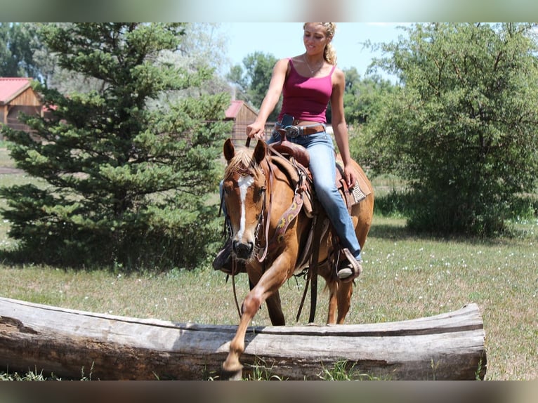 American Quarter Horse Gelding 2 years 14,2 hh Roan-Red in Fort Collins