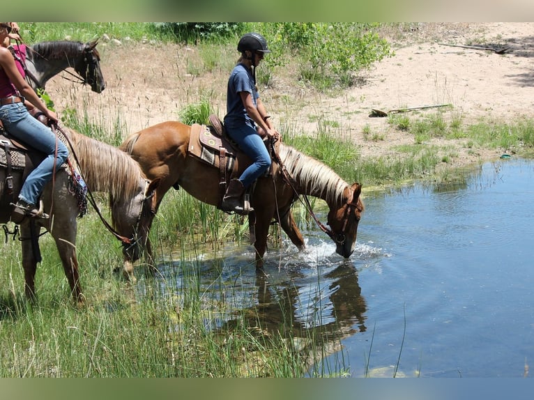 American Quarter Horse Gelding 2 years 14,2 hh Roan-Red in Fort Collins