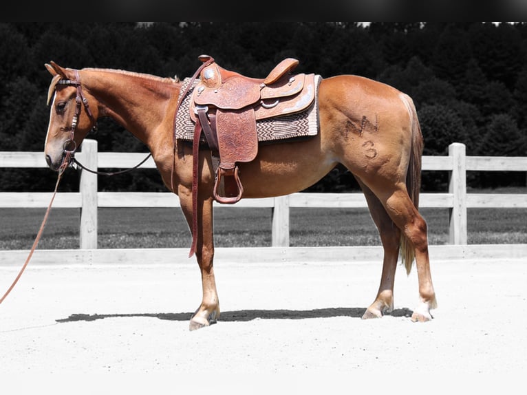 American Quarter Horse Gelding 2 years 14,2 hh Roan-Red in Fort Collins