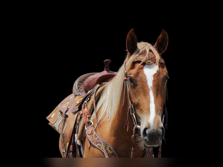 American Quarter Horse Gelding 2 years 14,2 hh Roan-Red in Fort Collins
