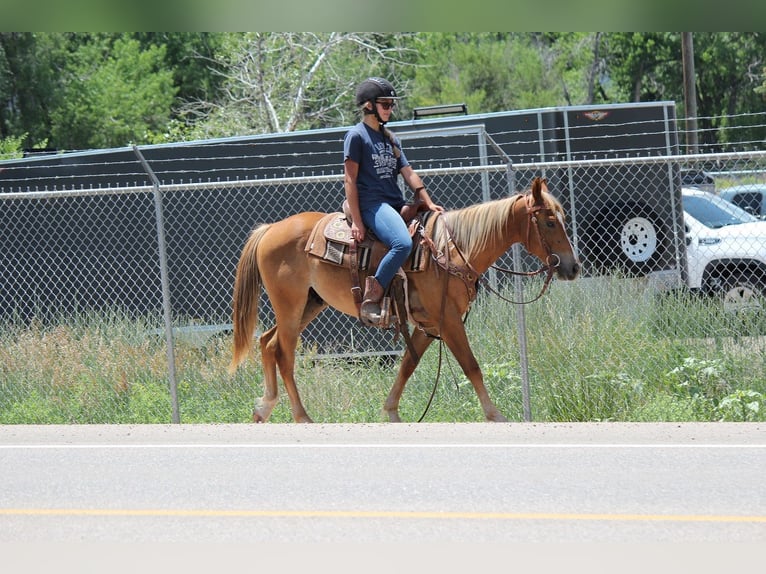 American Quarter Horse Gelding 2 years 14,2 hh Roan-Red in Fort Collins