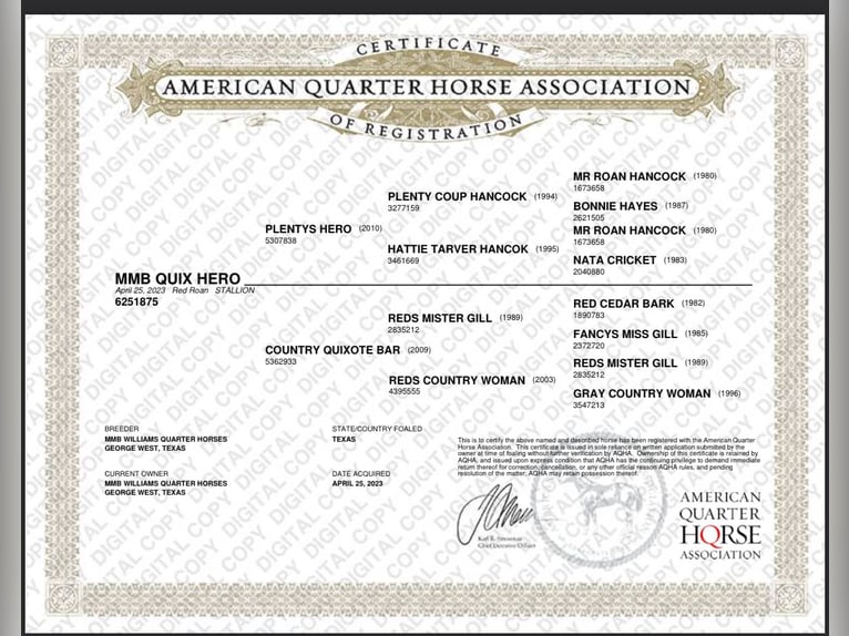 American Quarter Horse Gelding 2 years 14,2 hh Roan-Red in Fort Collins
