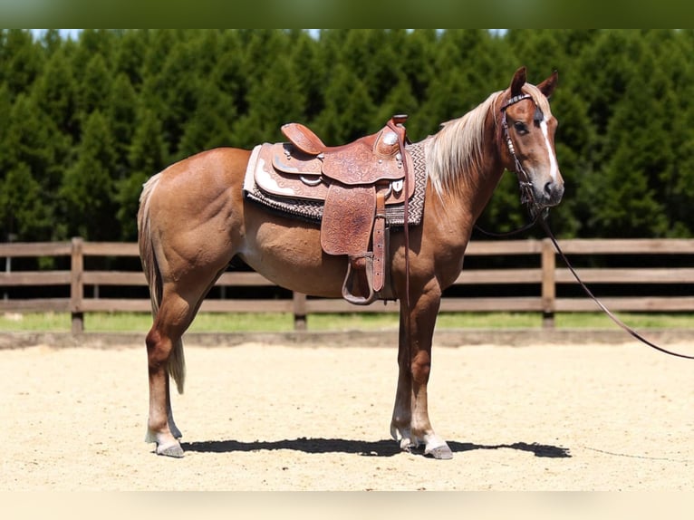 American Quarter Horse Gelding 2 years 14,2 hh Roan-Red in Fort Collins