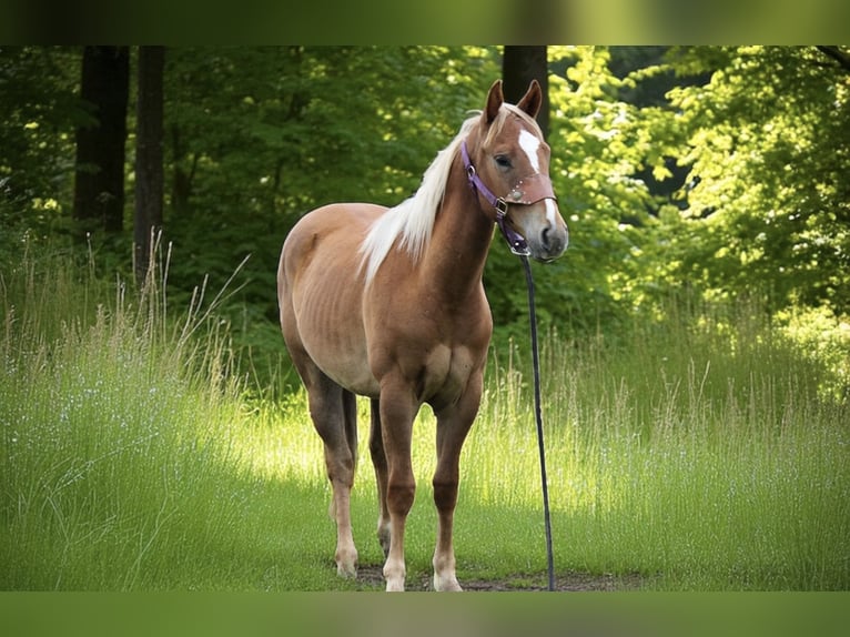 American Quarter Horse Gelding 2 years 14,2 hh Roan-Red in Fort Collins